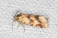 Aethes williana/margarotana
