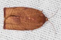 Cacoecimorpha pronubana