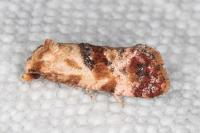 Neocochylis millierana