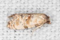 Neocochylis molliculana
