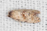 Neocochylis molliculana