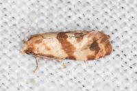 Phalonidia contractana