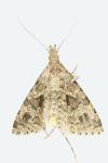 Alucita hexadactyla