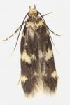 Oegoconia novimundi
