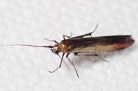 Coleophora alcyonipennella