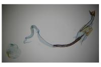 Coleophora alcyonipennella