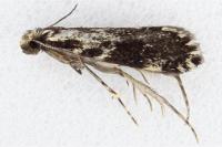 Dryadaula heindeli