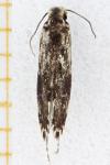 Dryadaula heindeli