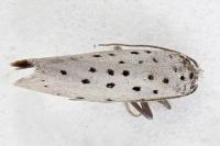 Yponomeuta sedella