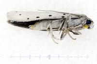 Yponomeuta sedella