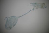 Yponomeuta sedella
