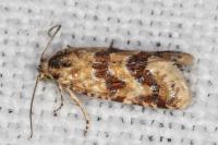 Aethes williana/margarotana