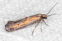 Ochromolopis ictella