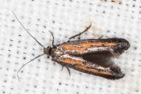 Ochromolopis ictella
