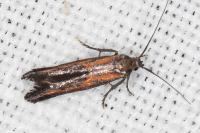 Ochromolopis ictella