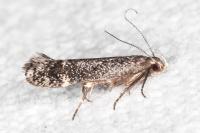 Aproaerema anthyllidella