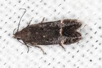 Aproaerema anthyllidella