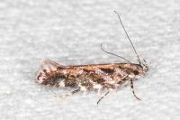 Aristotelia ericinella