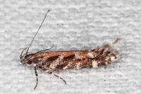 Aristotelia ericinella