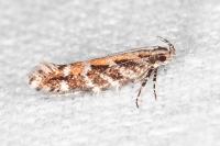 Aristotelia ericinella