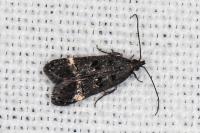 Dichomeris alacella