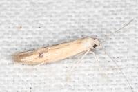 Epidola stigma