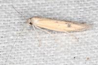 Epidola stigma