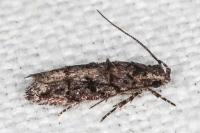 Neotelphusa cisti
