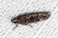 Neotelphusa cisti