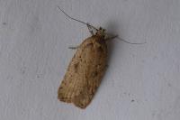 Agonopterix scopariella