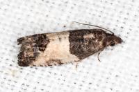 Spilonota ocellana