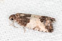 Spilonota ocellana