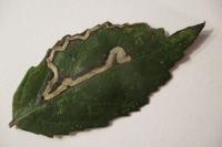 Stigmella aurella