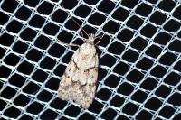 Symmoca signatella
