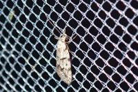 Symmoca signatella