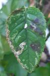 Stigmella centifoliella