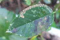 Stigmella centifoliella