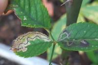 Stigmella centifoliella