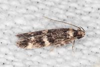 Apatema mediopallidum