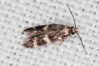 Apatema mediopallidum