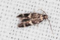 Apatema mediopallidum