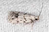 Symmoca signatella
