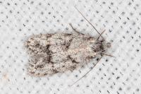 Symmoca signatella
