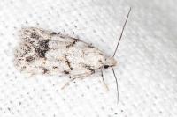 Symmoca signatella