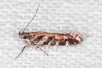 Aristotelia ericinella