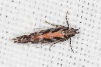 Aristotelia ericinella