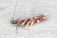 Aristotelia ericinella
