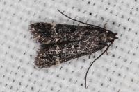 Dichomeris alacella