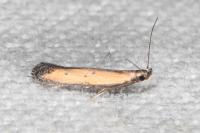 Mesophleps trinotella