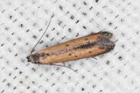 Mesophleps trinotella